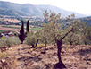 agriturismo la fenice a castiglion fiorentino
