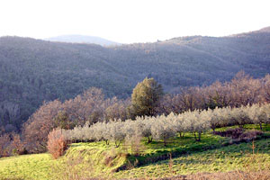  olive oil of Agriturismo la fenice